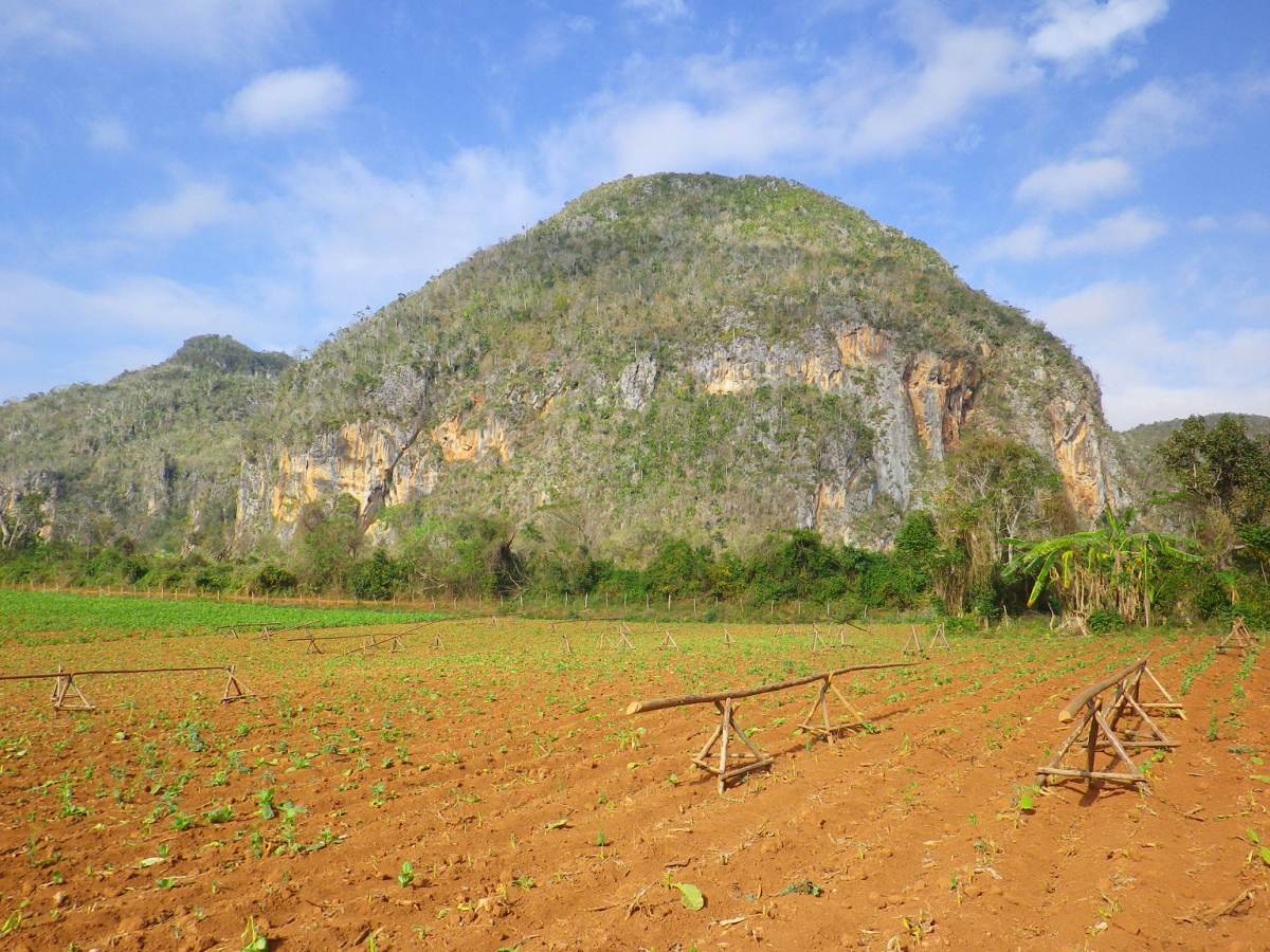 Tobacco Farm07.jpg
